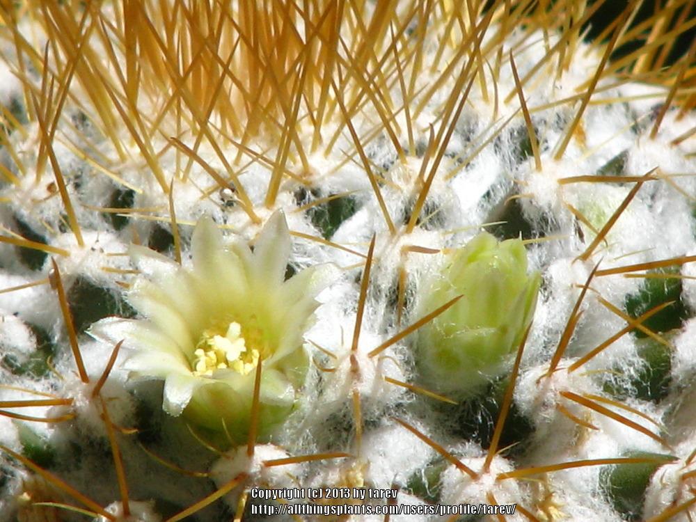 Photo of Woolly Nipple Cactus (Mammillaria nivosa) uploaded by tarev
