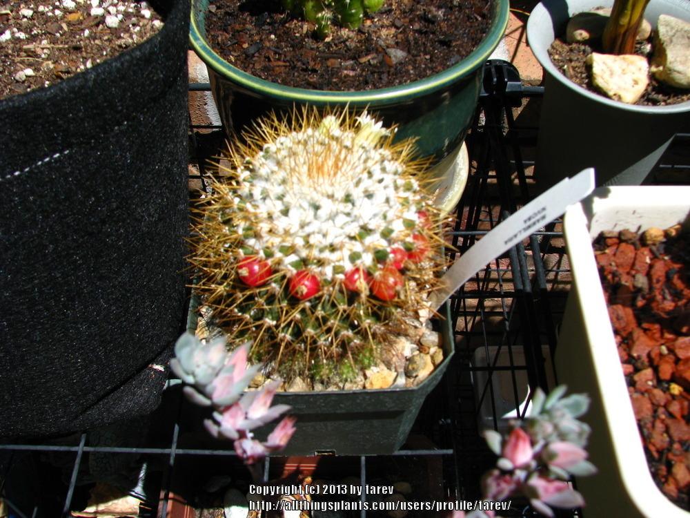 Photo of Woolly Nipple Cactus (Mammillaria nivosa) uploaded by tarev