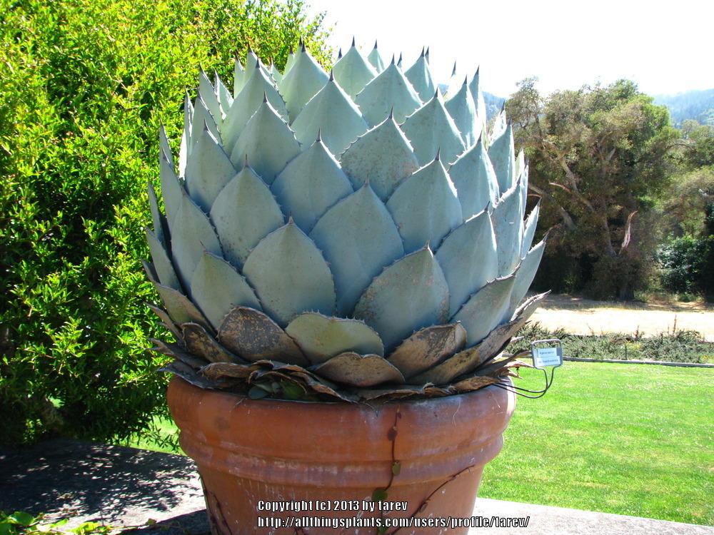 Photo of Huachuca Agave (Agave parryi var. huachucensis) uploaded by tarev