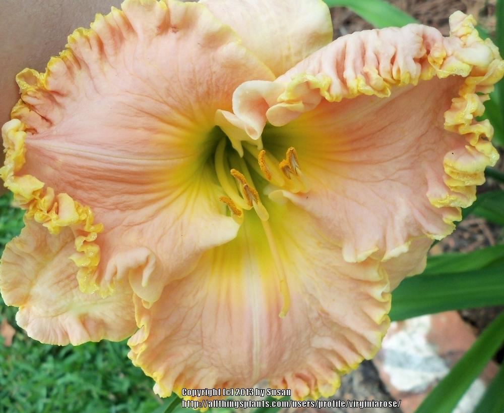 Photo of Daylily (Hemerocallis 'Hawaiian Passport') uploaded by virginiarose