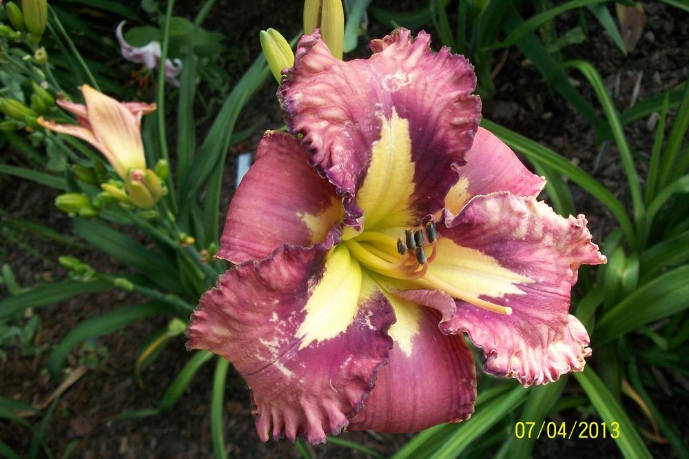 Photo of Daylily (Hemerocallis 'Lighter than Air') uploaded by Hazelcrestmikeb
