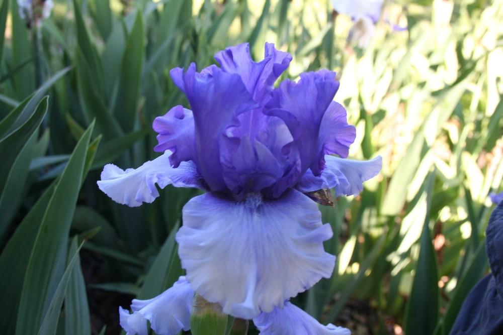 Photo of Tall Bearded Iris (Iris 'Aegean Wind') uploaded by KentPfeiffer