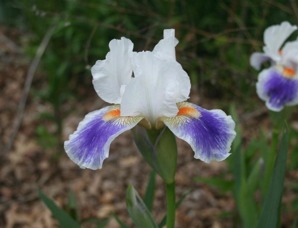 Photo of Intermediate Bearded Iris (Iris 'American Patriot') uploaded by KentPfeiffer