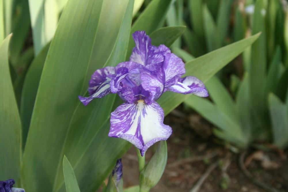 Photo of Species X Iris (Iris 'Alpha Gnu') uploaded by KentPfeiffer