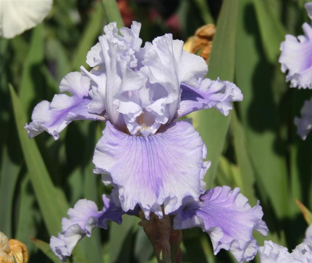 Photo of Tall Bearded Iris (Iris 'Ascent of Angels') uploaded by KentPfeiffer