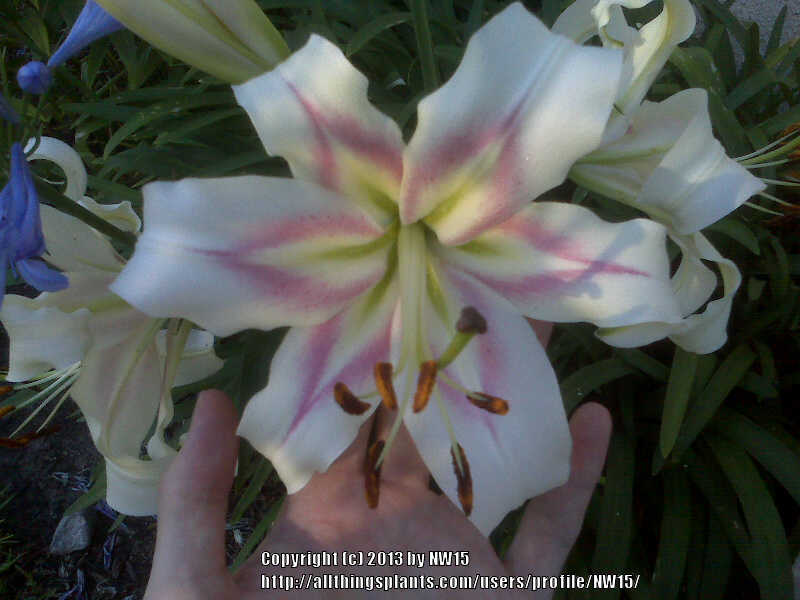 Photo of Lily (Lilium 'Bonbini') uploaded by NW15