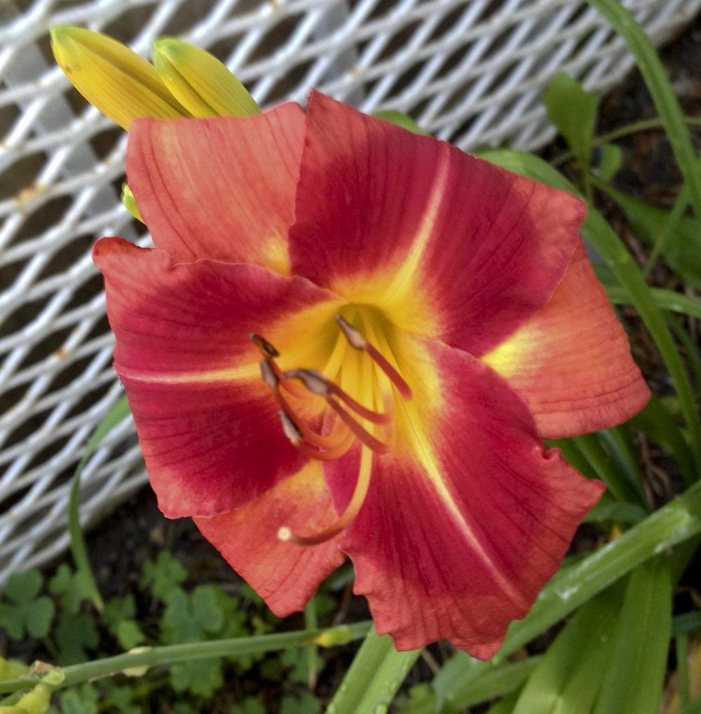 Photo of Daylily (Hemerocallis 'Little Red Warbler') uploaded by bxncbx