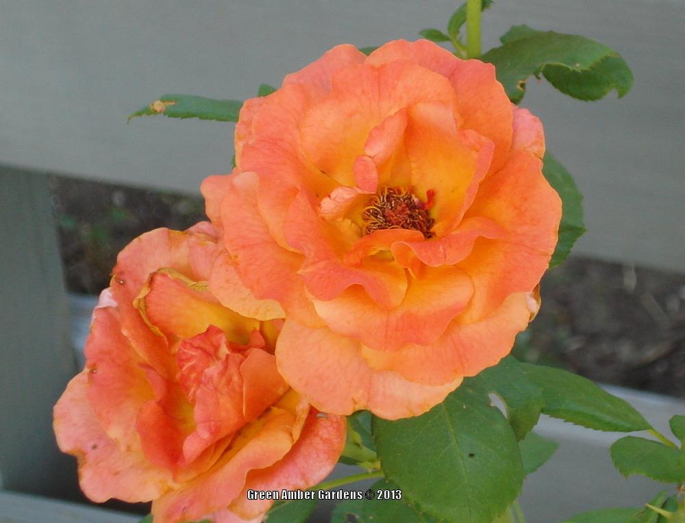 Photo of Rose (Rosa 'Easy Does It') uploaded by lovemyhouse