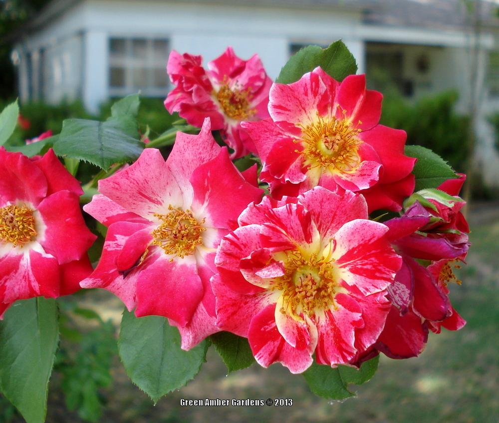 Photo of Large-Flowered Climbing Rose (Rosa 'Fourth of July') uploaded by lovemyhouse