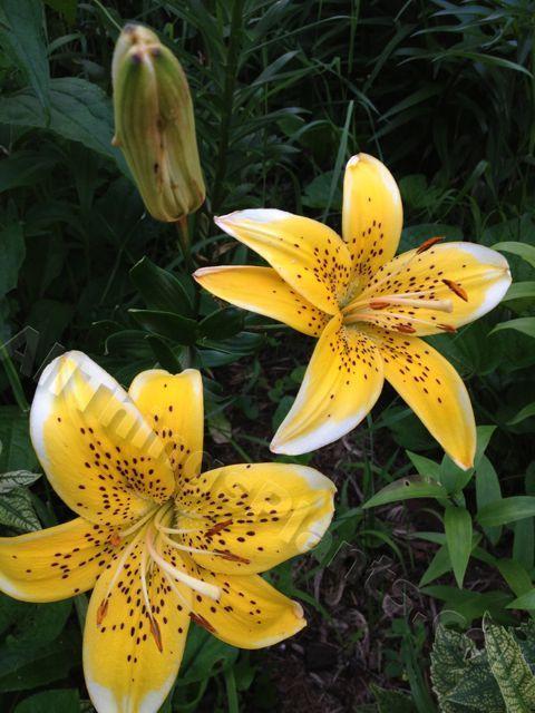 Photo of Lily (Lilium 'Electric Yellow') uploaded by magnolialover