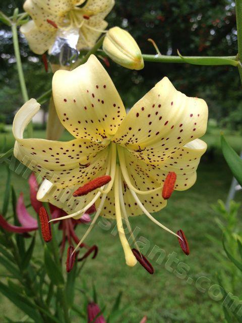 Photo of Lily (Lilium 'George Slate') uploaded by magnolialover