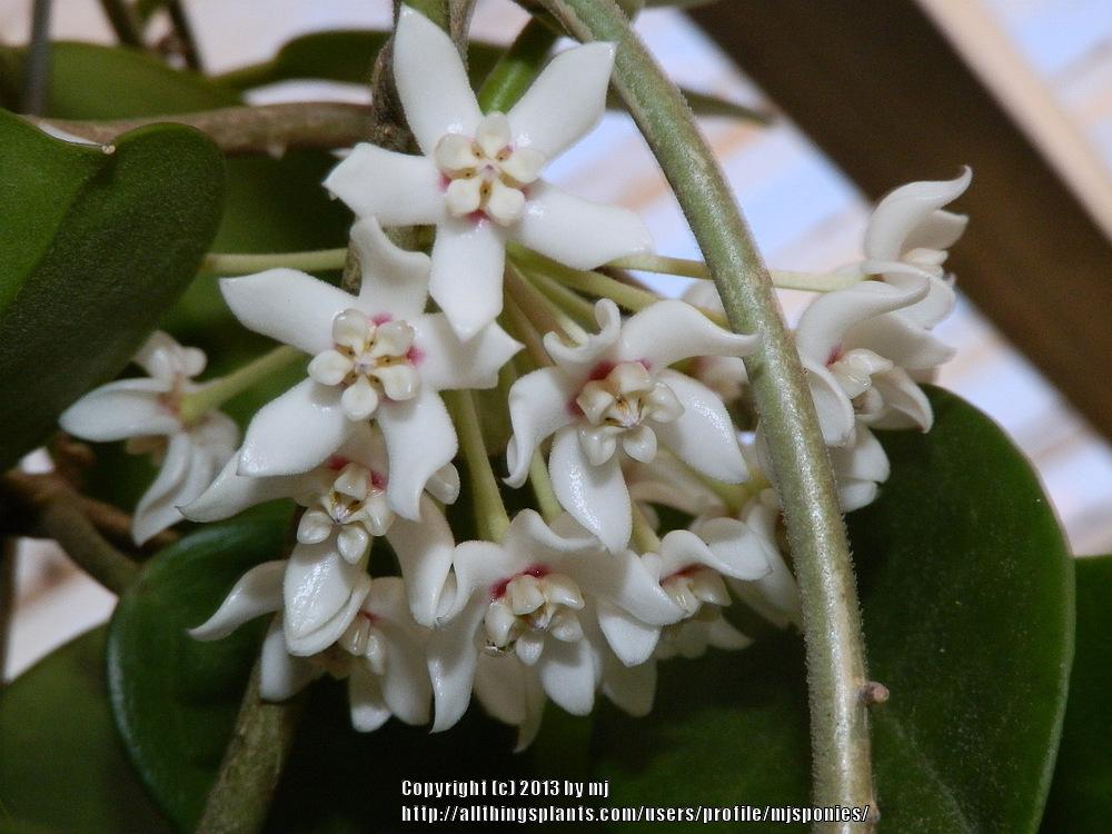 Photo of Wax Plant (Hoya australis subsp. tenuipes) uploaded by mjsponies