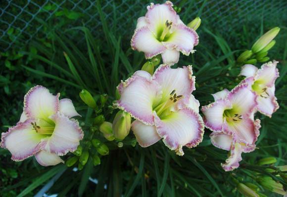 Photo of Daylily (Hemerocallis 'Willow Dean Smith') uploaded by shive1