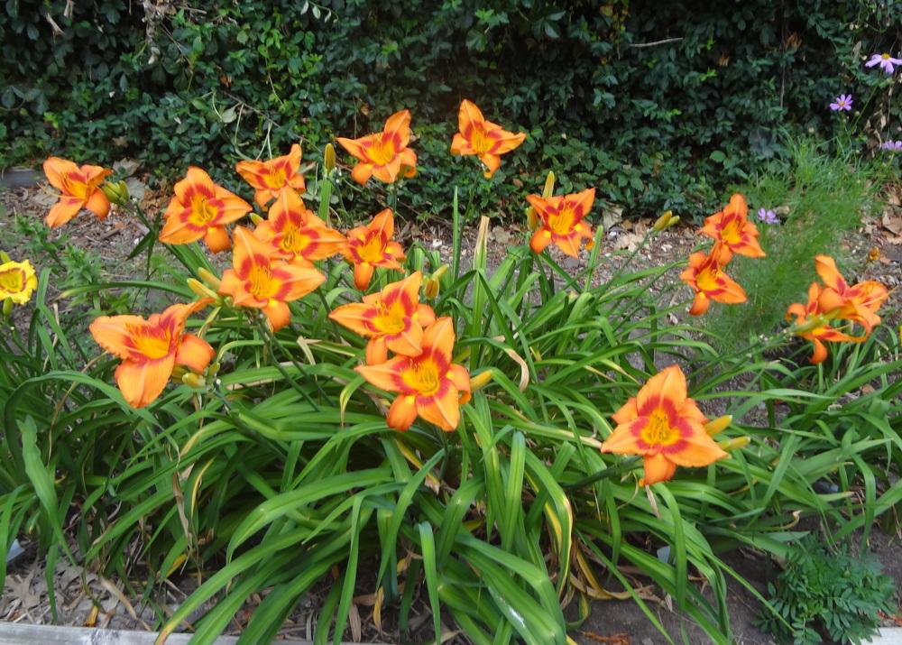 Photo of Daylily (Hemerocallis 'Leebea Orange Crush') uploaded by stilldew