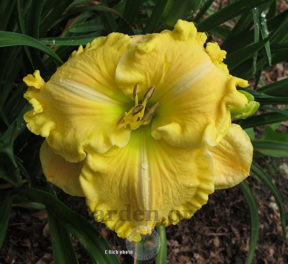 Photo of Daylily (Hemerocallis 'Memories of Mother') uploaded by Char