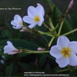 Location: Tampa, Florida
Date: 1st week of July 2013
King Kalakua Plumeria 2nd year bloom. Love the gardenia scent!