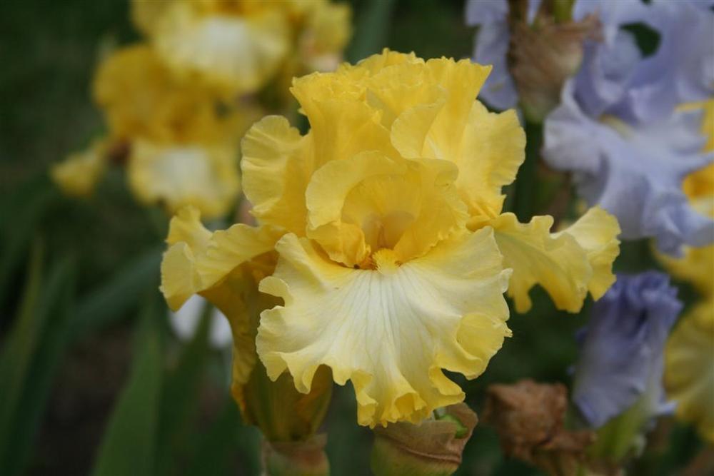 Photo of Tall Bearded Iris (Iris 'Beauty Becomes Her') uploaded by KentPfeiffer