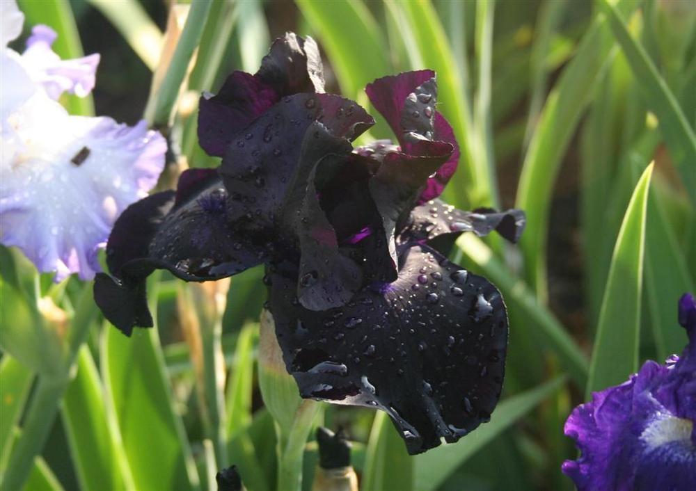 Photo of Tall Bearded Iris (Iris 'Black Suited') uploaded by KentPfeiffer