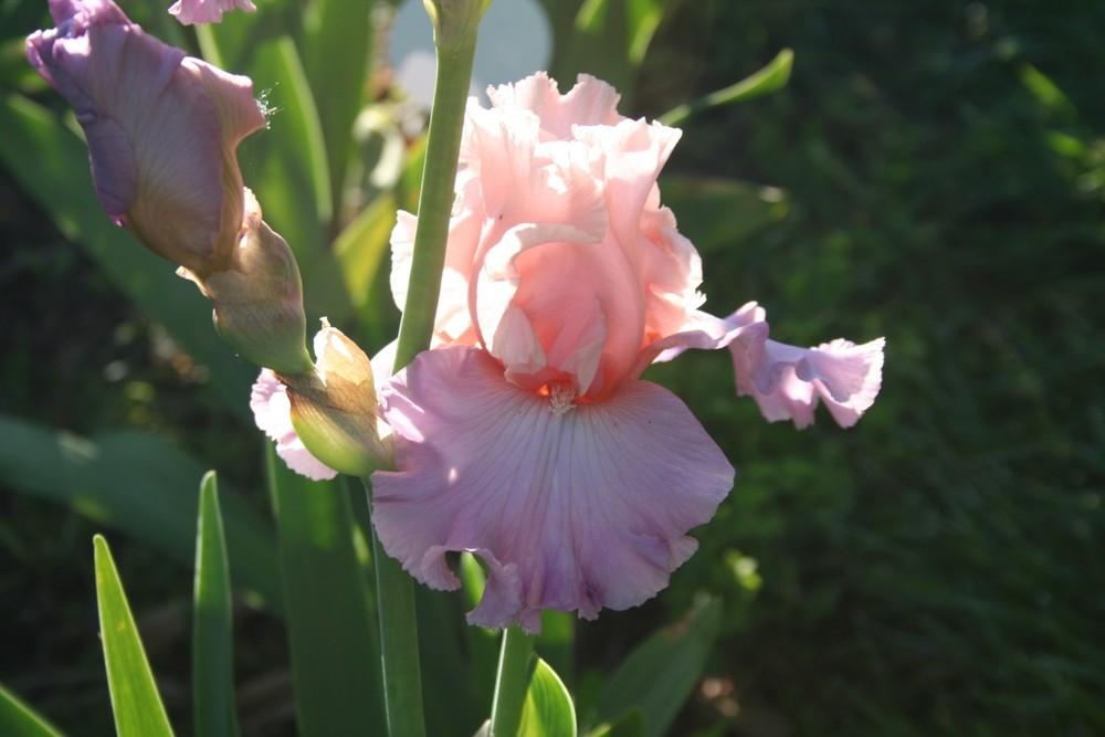 Photo of Tall Bearded Iris (Iris 'Amiable') uploaded by KentPfeiffer