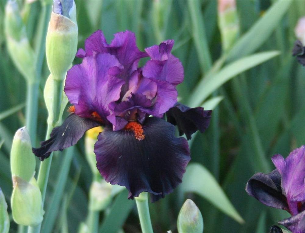 Photo of Tall Bearded Iris (Iris 'Black Magic Woman') uploaded by KentPfeiffer