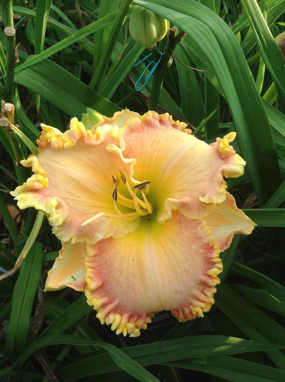 Photo of Daylily (Hemerocallis 'Forever Blowing Bubbles') uploaded by Lilydaydreamer