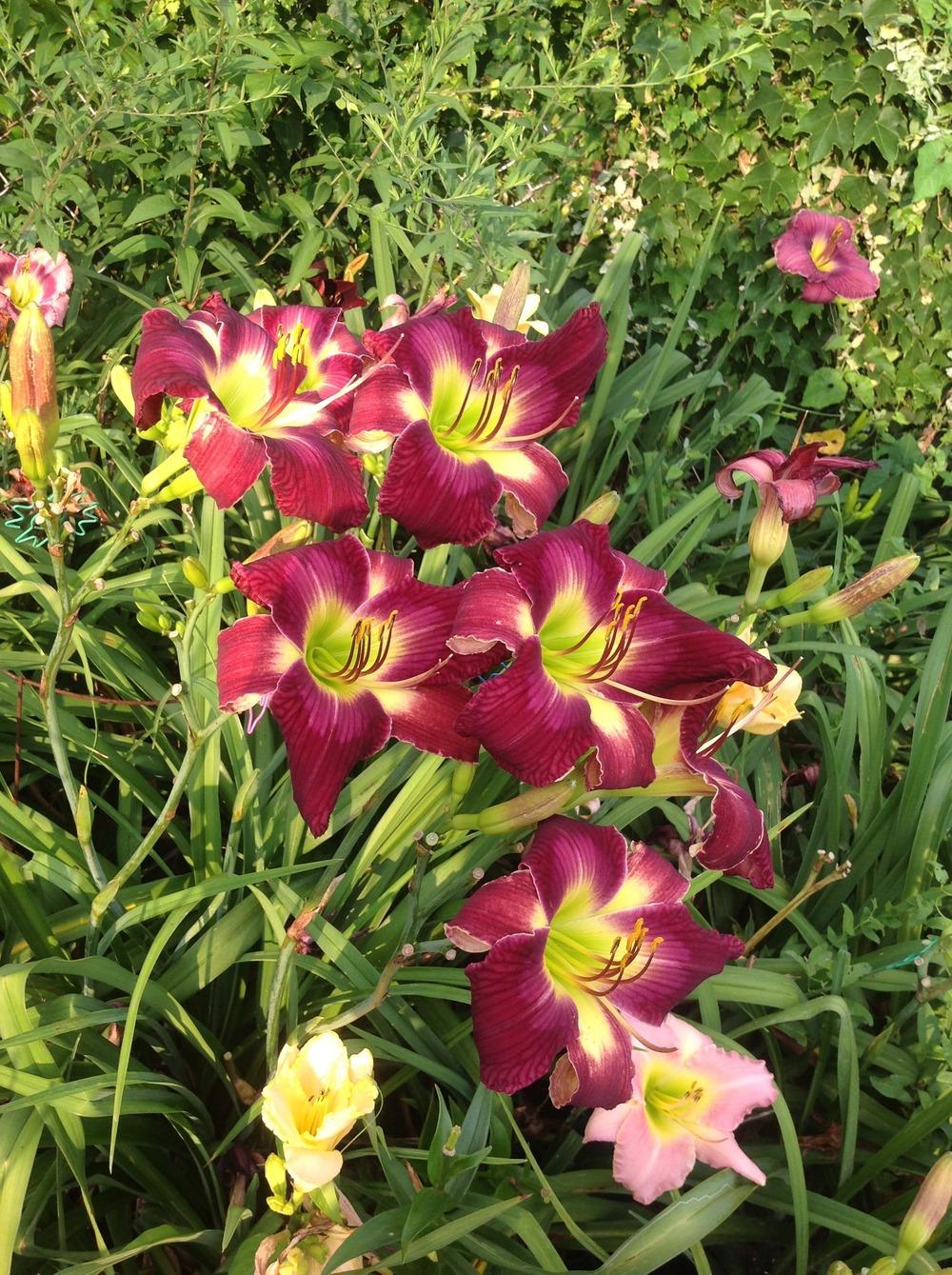 Photo of Daylily (Hemerocallis 'Help from Your Friends') uploaded by Lilydaydreamer