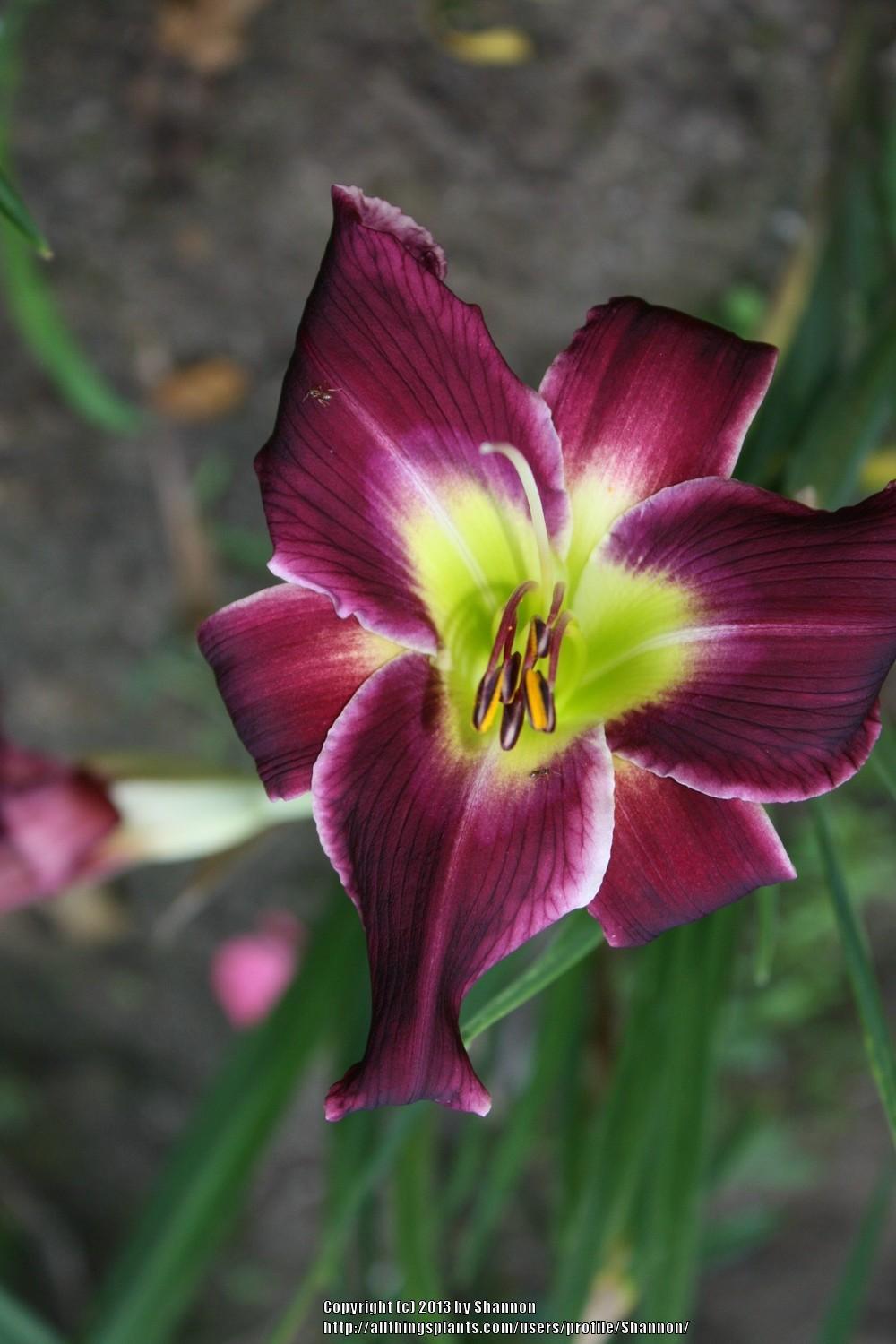 Photo of Daylily (Hemerocallis 'Mean as a Snake') uploaded by Shannon
