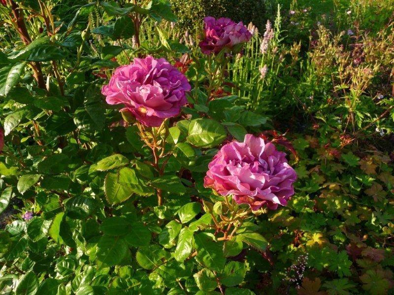Photo of Rose (Rosa 'Blauwestad') uploaded by Thalictrum