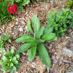 Location: Orlando Florida
Date: 2013-03-01
Comfrey, 3 months after bare root purchase.