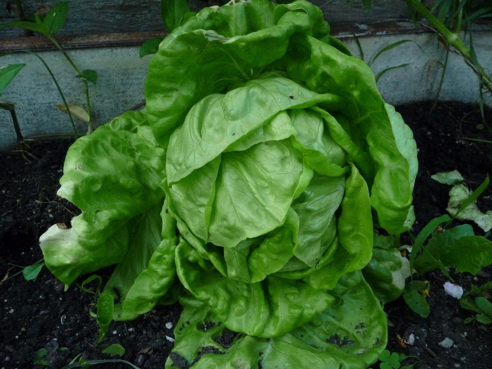 Photo of Lettuces (Lactuca sativa) uploaded by gardengus