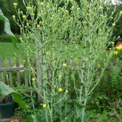 Location: Indiana zone 5
Date: 2013-07-09
romaine let go to seed (blooming)