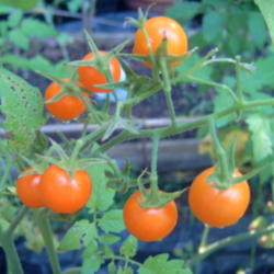 Location: raised bed ~ zone 8a
Date: 2013-06-13
These are the <i> sweetest </i> orange cherry tomato I have ever 