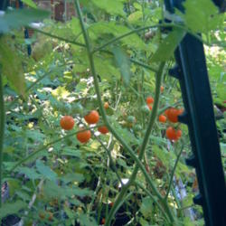 Location: raised bed ~ zone 8a
Date: 2013-06-30
The Sun Gold cherry tomato vines grew to over 6 feet tall.
