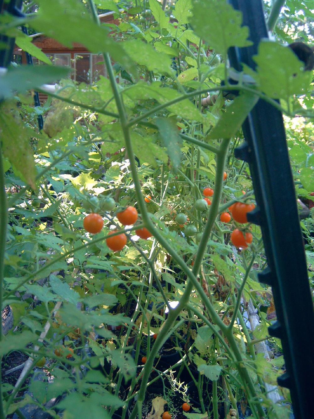 Photo of Tomato (Solanum lycopersicum 'Sungold') uploaded by pod