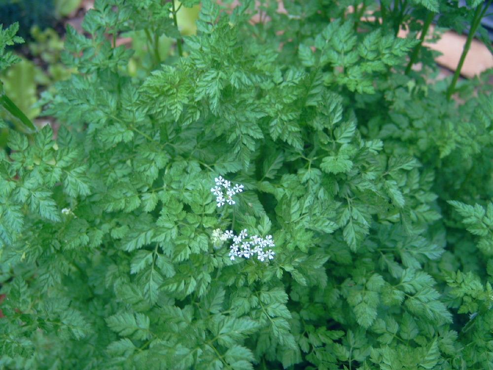 Photo of Chervil (Anthriscus cerefolium) uploaded by pod