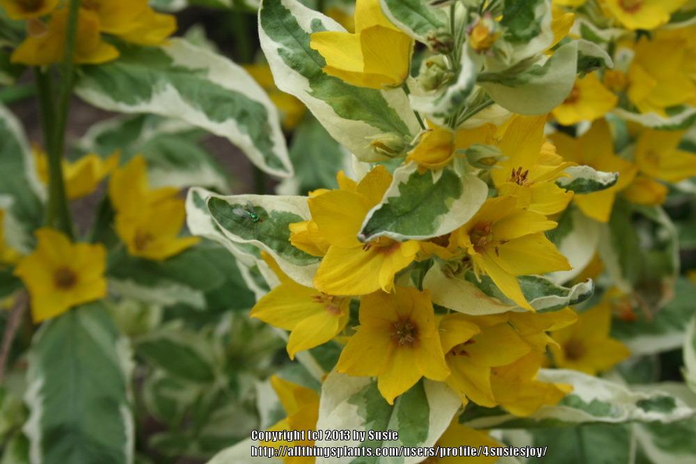 Photo of Variegated Yellow Loosestrife (Lysimachia punctata 'Alexander') uploaded by 4susiesjoy