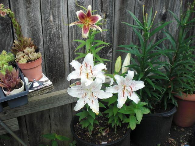 Photo of Oriental Lily (Lilium 'Muscadet') uploaded by Cahac