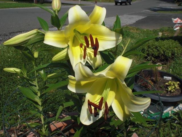 Photo of Lily (Lilium 'Conca d'Or') uploaded by Cahac