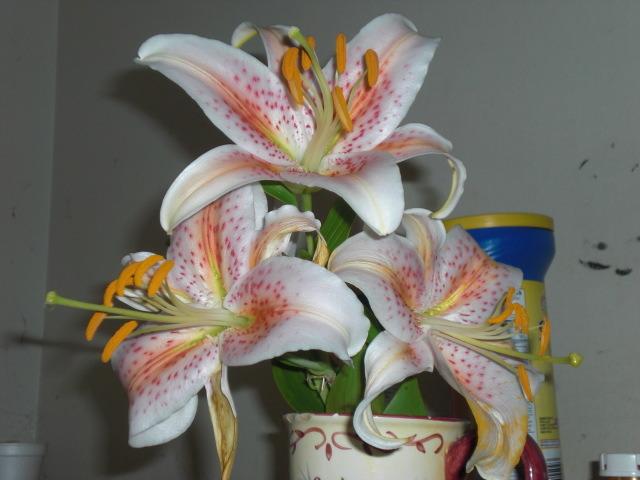 Photo of Lily (Lilium 'Salmon Star') uploaded by Cahac