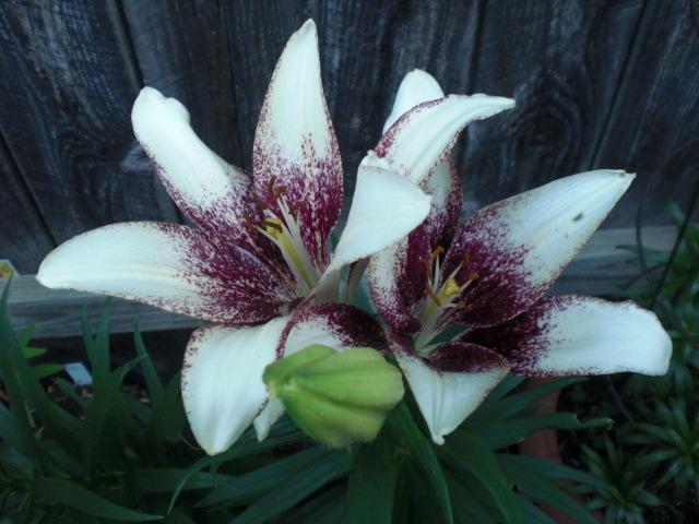 Photo of Lilies (Lilium) uploaded by Cahac