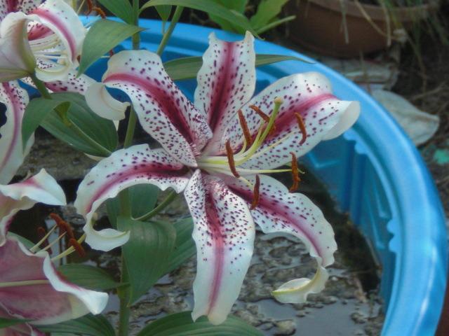 Photo of Oriental Lily (Lilium 'Dizzy') uploaded by Cahac