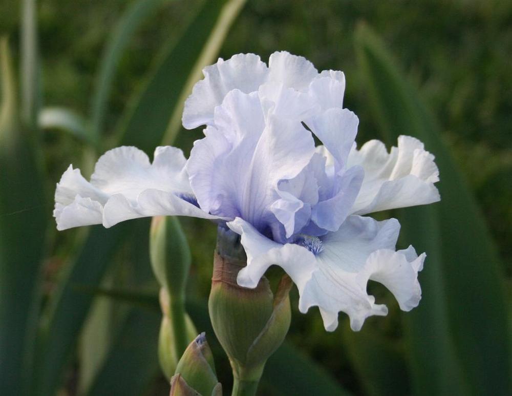 Photo of Tall Bearded Iris (Iris 'Blue Trill') uploaded by KentPfeiffer