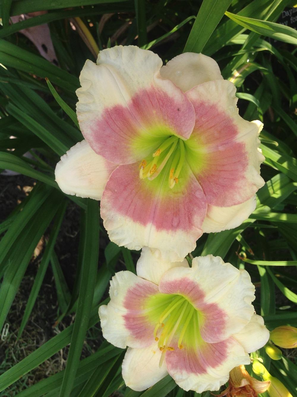 Photo of Daylily (Hemerocallis 'Clouds of Kisses') uploaded by Lilydaydreamer