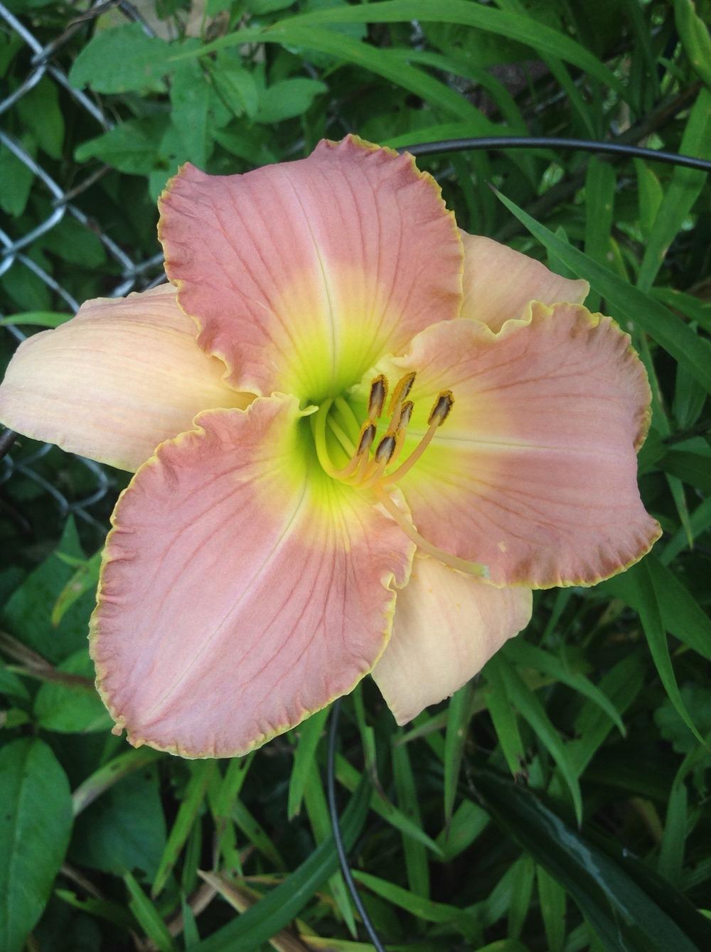 Photo of Daylily (Hemerocallis 'Love is a Promise') uploaded by Lilydaydreamer