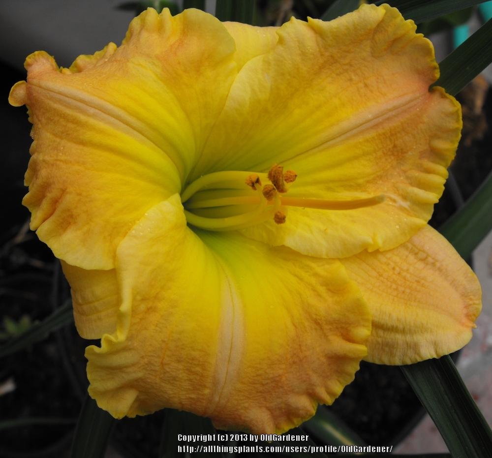 Photo of Daylily (Hemerocallis 'Frequent Comment') uploaded by OldGardener