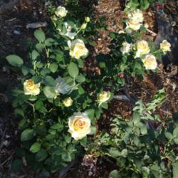 Location: Denver Metro CO
Date: 2013-07-10
You can see the entire rose bush along with like 5 other roses in