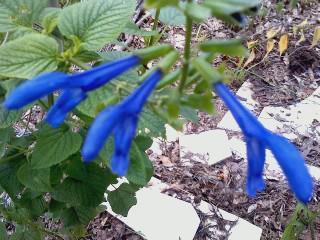 Photo of Blue Anise Sage (Salvia coerulea) uploaded by annhornsbyjones