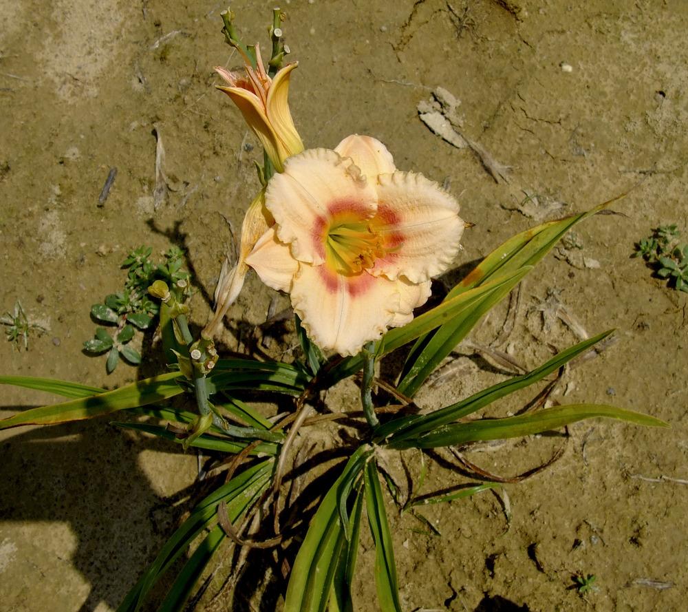 Photo of Daylily (Hemerocallis 'Siloam Virginia Henson') uploaded by bxncbx