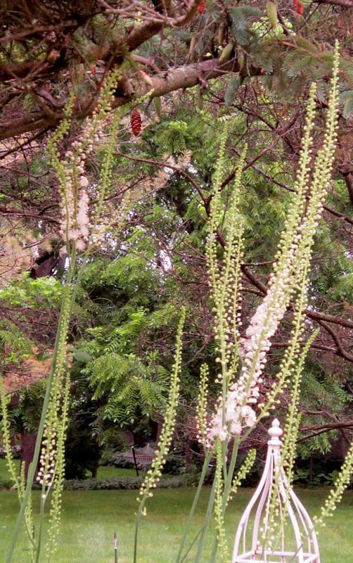 Photo of Black Cohosh (Actaea racemosa) uploaded by ge1836