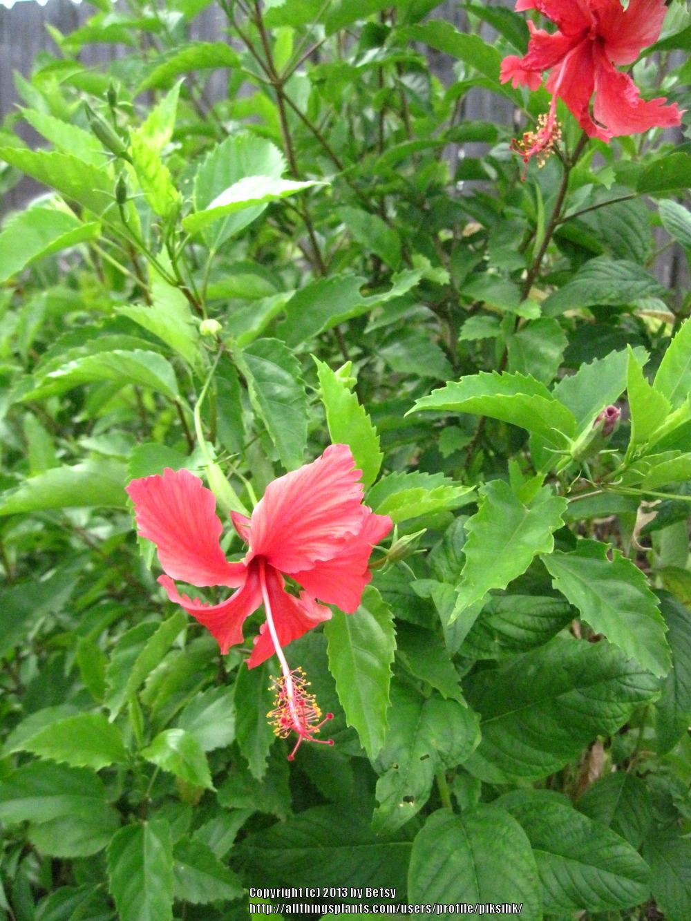 Photo of Tropical Hibiscuses (Hibiscus rosa-sinensis) uploaded by piksihk